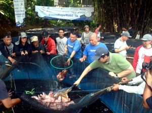 Jurnalis Mancing Indonesia Gelar Panen Raya Budidaya Ikan Nila Jurnalis Mancing Indonesia Gelar Panen Raya Budidaya Ikan Nila