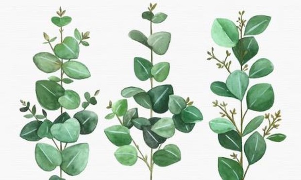 Lemon eucallyptus/ foto: Freepik/ freepik Daun lemon eucallyptus