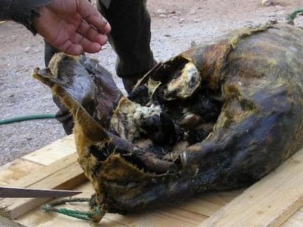 Ini 10 Makanan Beraroma Paling Kuat di Dunia, Kuat Tahan Baunya?