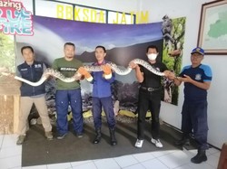 Drama Penangkapan Piton 4 Meter di Banyuwangi