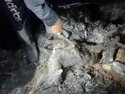 Seekor Anak Rusa Ditemukan Mati Gosong di Puing Kebakaran Arjuno