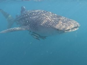 Ternyata 6 Hewan Ini Punya Nama yang Salah