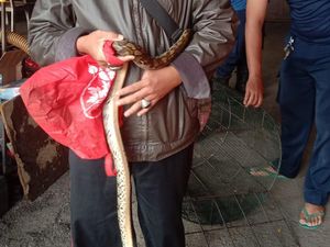 Warga Matraman Lapor Damkar Rumah Kosong Jadi Sarang Ular, 11 Sanca Ditangkap