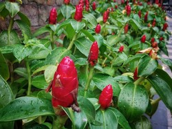 Lempuyang alias Shampoo Ginger, Bahan Jamu yang Bunganya Viral Jadi Sampo Alami