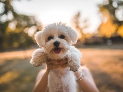 Anjing Maltese: Karakteristik dan Cara Perawatan