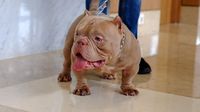 Bisnis Anjing Monster Bisa Raup Ratusan Juta Tiap Bulan