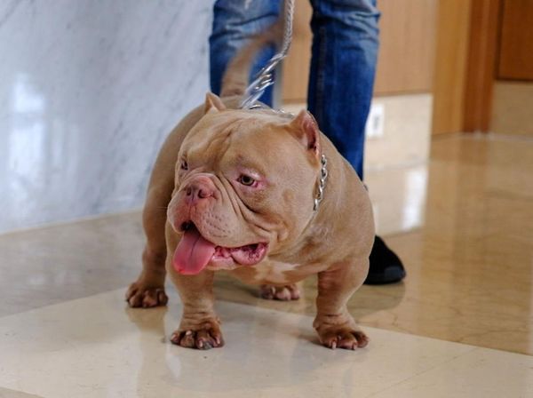 Bisnis Anjing Monster Bisa Raup Ratusan Juta Tiap Bulan