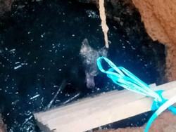 Damkar Evakuasi Anjing Terjerumus ke Sumur Limbah di Jaktim