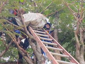 Momen Evakuasi Pria Tewas Tersengat Listrik di Pohon Petai Bogor