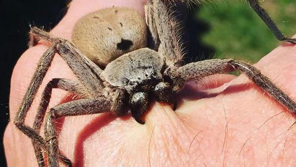 Deretan Foto yang Bikin Ngilu, Jangan Lihat Kalau Tak Kuat