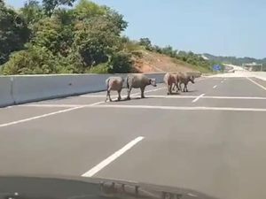 Gerombolan Kerbau Masuk Tol Bengkulu, Ini Penjelasan Pengelola