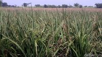Hamparan Sawah Ini Ada di Tengah Jakarta, Percaya?