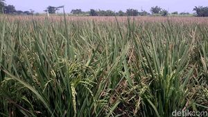 Hamparan Sawah Ini Ada di Tengah Jakarta, Percaya?