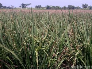 Hamparan Sawah Ini Ada di Tengah Jakarta, Percaya? Hamparan Sawah Ini Ada di Tengah Jakarta, Percaya?