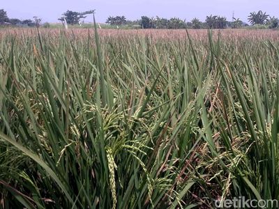 Hamparan Sawah Ini Ada di Tengah Jakarta, Percaya?