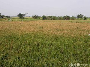 Penampakan Langka! Masih Ada Hamparan Sawah di Jakarta Lho