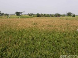 Penampakan Langka! Masih Ada Hamparan Sawah di Jakarta Lho