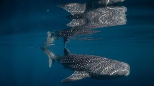 Teluk Saleh Rumah Hiu Paus di Sumbawa