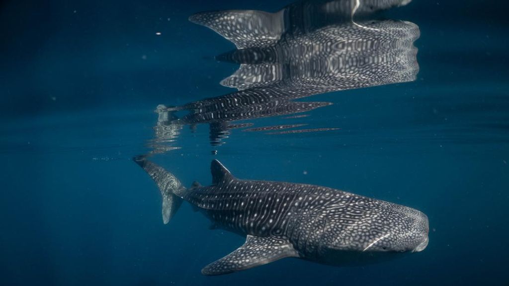 Teluk Saleh Rumah Hiu Paus di Sumbawa Teluk Saleh Rumah Hiu Paus di Sumbawa