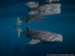 Selamat Hari Hiu Paus Dunia! Ini Jejak keberadaan Si Raksasa Berhati Lembut di RI