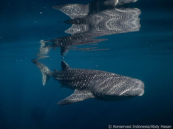 Teluk Saleh Rumah Hiu Paus di Sumbawa