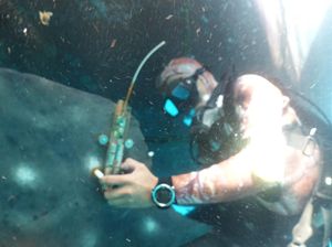 Mengejar Hiu Paus Berbobot 12 Ton di Teluk Saleh