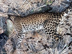 Macan Tutul Dibunuh di Sukabumi: Kronologi hingga Penyebab Macan Tutul Dibunuh di Sukabumi: Kronologi hingga Penyebab