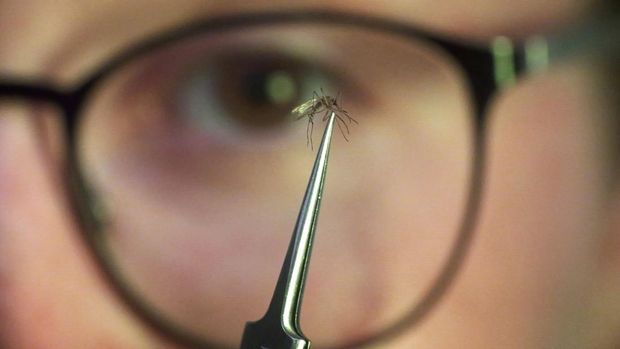 Ella Branham, a seasonal vector control technician, examines a Culex tarsalis mosquito at the Salt Lake City Mosquito Abatement District on July 19, 2023, in Salt Lake City. Mosquitoes can carry viruses including dengue, yellow fever, chikungunya and Zika. They are especially threatening to public health in Asia and Africa but are also closely monitored in the United States. (AP Photo/Rick Bowmer)