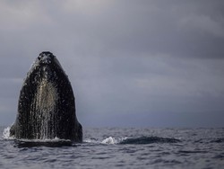 Mengenal Kelping, Perawatan Kulit Unik yang Dilakukan oleh Paus Bungkuk
