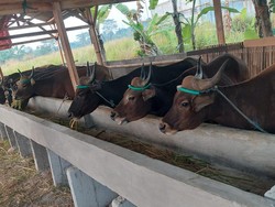 Sekap 2 Penjaga Kandang di Bogor, Tiga Pria Curi 13 Sapi hingga Emas