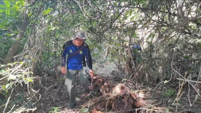 Bromo Kebakaran, Taman Nasional Alas Purwo Banyuwangi Waspada