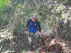 Bromo Kebakaran, Taman Nasional Alas Purwo Banyuwangi Waspada
