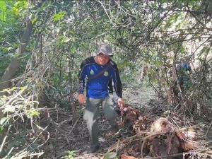 Bromo Kebakaran, Taman Nasional Alas Purwo Banyuwangi Waspada Bromo Kebakaran, Taman Nasional Alas Purwo Banyuwangi Waspada