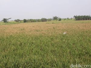 Siapa Pemilik Hamparan Sawah yang Ada di Jakarta? Siapa Pemilik Hamparan Sawah yang Ada di Jakarta?