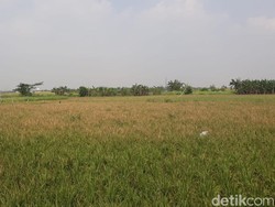 Nggak Sangka! Ada Hamparan Sawah di Tengah Jakarta, Begini Penampakannya