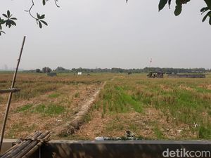 Ada Hamparan Sawah di Tengah Kota Jakarta, Ditanami Apa? Ada Hamparan Sawah di Tengah Kota Jakarta, Ditanami Apa?