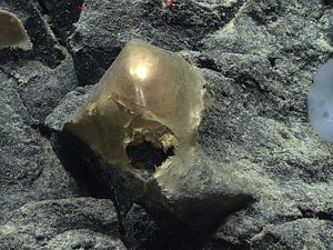 Telur Misterius di Dasar Laut Alaska Telur Misterius di Dasar Laut Alaska