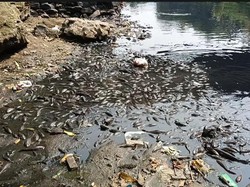 Sungai Cileungsi Bogor Kembali Menghitam dan Bau, Ikan-ikan Mati
