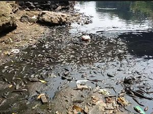 Sungai Cileungsi Bogor Kembali Menghitam dan Bau, Ikan-ikan Mati Sungai Cileungsi Bogor Kembali Menghitam dan Bau, Ikan-ikan Mati