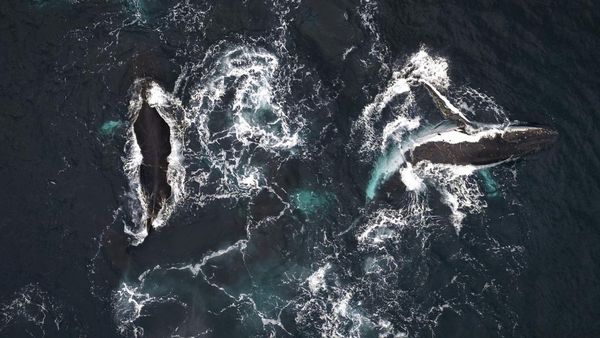 Migrasi Ribuan Paus Bungkuk di Kolombia jadi Tontonan Turis