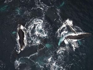 Migrasi Ribuan Paus Bungkuk di Kolombia jadi Tontonan Turis