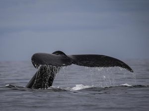Terekam Kamera, Detik-detik Bangkai Paus Meledak di Laut Pasifik