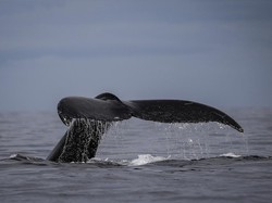 Terekam Kamera, Detik-detik Bangkai Paus Meledak di Laut Pasifik
