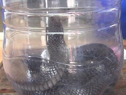 Kobra Bikin Guru dan Siswa SD di Subang Panik