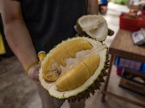Waduh! Pembeli Salah Pencet Angka, Bayar Durian Hanya Rp 5 Ribu! Waduh! Pembeli Salah Pencet Angka, Bayar Durian Hanya Rp 5 Ribu!