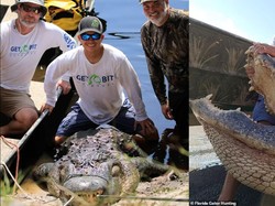 Aligator Raksasa Ditangkap Warga, Beratnya Hampir Pecahkan Rekor