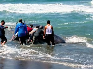 Hiu Tutul Mati Terjerat Jaring Nelayan di Pantai Jatimalang Purworejo