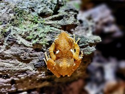 Katak Pohon Mutiara yang Langka Ditemukan di Hutan Sanggabuana