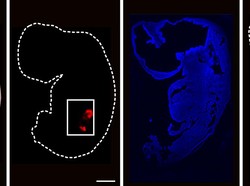 Pertama di Dunia, Ilmuwan China Modifikasi Ginjal Manusia di Tubuh Babi