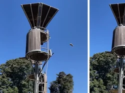 Viral Video Detik-detik Orang Utan Lempar Posum dari Kandang